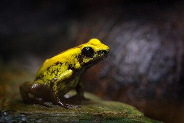 Phyllobates terribilis, Golden Poison Frog, yellow poison frog in tropical nature. Small Amazon frog in nature habitat. Wildlife scene from Colombia. Danger poison frog from Amazonia.
