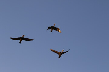 Kormorane im Formationsflug