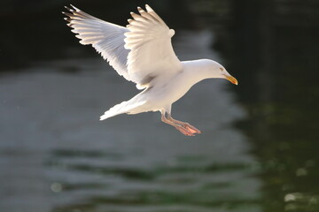 Möwe im Landeanflug