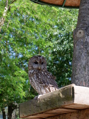 young owl standing on tree at park
