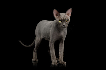 Gray Sphynx Cat Standing and Looking in Camera on Isolated Black Background