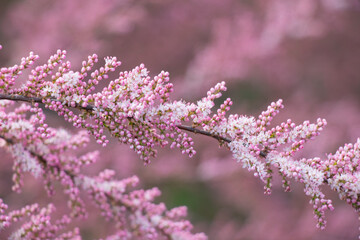 tamarix bush blooming in early spring in ukraine