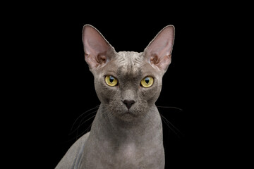 Portrait of Gray Sphynx Cat Looking in Camera on Isolated Black Background