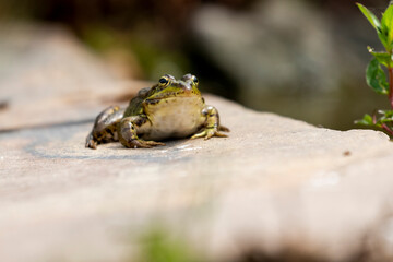 Selective focus of Iberian green frog (Pelophylax perezi), sunbathing on top of a rock.