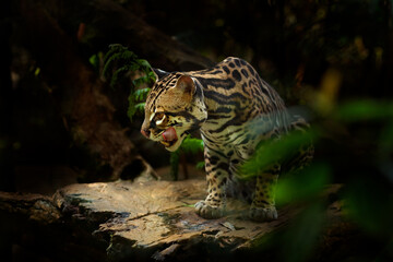 Margay, nice cat, sitting on the branch in the green tropical forest. Detail portrait of ocelot,...