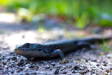 A Northwestern Aligator lizard warms itself on the side of a road during a sunny afternoon.