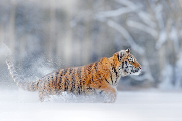 Fototapeta na wymiar Tiger, cold winter in taiga, Russia. Snow flakes with wild Amur cat. Tiger snow run in wild winter nature. Siberian tiger, Panthera tigris altaica. Action wildlife scene with dangerous animal.