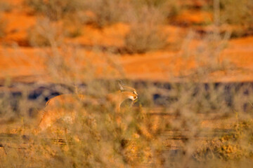 Caracal, African lynx, in red sand desert. Beautiful wild cat in nature habitat, Kgalagadi, Botswana, South Africa. Animal face to face walking on gravel, Felis caracal. Wildlife scene from nature.