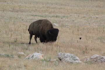 Bison Close Up 