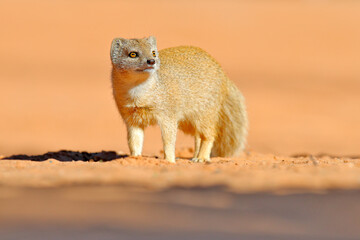 Mongoose in red sand, Kgalagadi, Botswana, Africa. Yellow Mongoose, Cynictis penicillata, sitting in sand with green vegetation. Wildlife from Africa. Cute mammal with long tail.