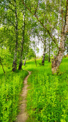 Fototapeta na wymiar Landscape bacground in the spring season with path and trees