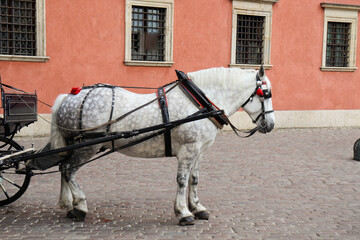 horse and carriage