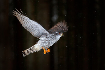 Goshawk flight, Germany. Northern Goshawk landing on spruce tree during winter with snow. Wildlife scene from winter nature. Bird of prey in the forest habitat.