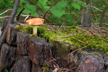 mushroom growing on a tree stump