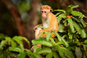 Toque macaque, Macaca sinica, monkey with evening sun. Macaque in nature habitat, Wilpattu NP, Sri Lanka. Wildlife scene from Asia. Beautiful forest in background.