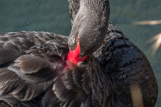 Black Swan with Red Bill. June 2020