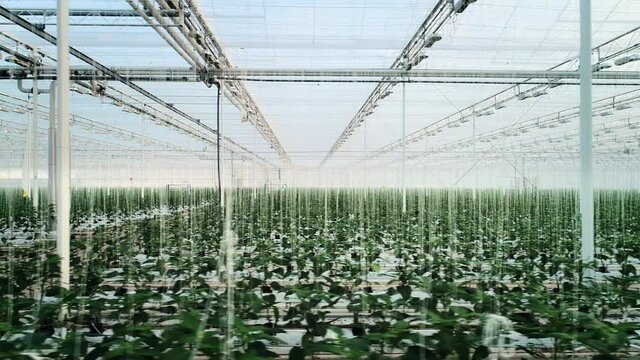 WS PAN Bell peppers in modern greenhouse / Zevenbergen, Zuid-Holland, Netherlands