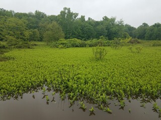 Fototapeta na wymiar green plants in the water in a wetland area