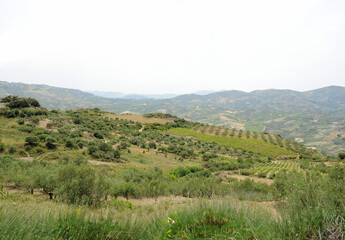 Fototapeta na wymiar Vignes près de la villa minoenne de Vathypétro en Crète