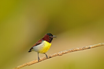 Purple-rumped sunbird, Leptocoma zeylonica, sunbird endemic to the Indian Subcontinent. Colourful bird from Sri Lanka. Sunny day in Asia, sunbird sitting on the branch, wildlife nature.