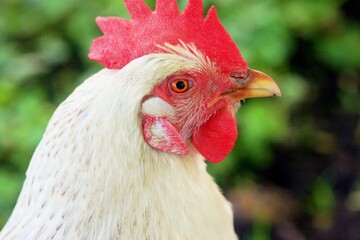 Hühnerkopf