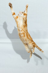 A Beautiful Domestic Orange Striped cat jumping in strange, weird, funny positions. Animal portrait against white background