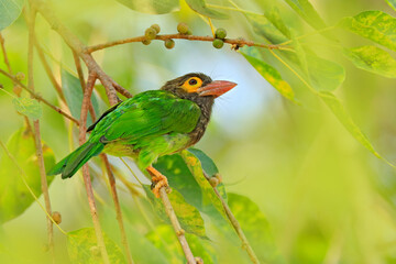 Exotic bird from Sri Lanka. Brown-headed Barbet, Megalaima zeylanica, perched on branch. Bird in the beautiful habitat. Barbet from Sri Lanka, wildlife from Asia. Barbet in wild nature,