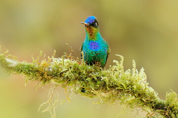 Bird in green moss, wet tropic forest. Red glossy shiny bird. Fiery-throated Hummingbird, Panterpe insignis, colorful bird sitting on branch. Mountain bright animal from Costa Rica.