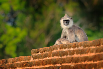 Wildlife of Sri Lanka. Common Langur, Semnopithecus entellus, monkey on the orange brick building, urban wildlife.