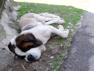 Saint Bernard dog in park 