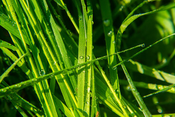 Fresh juicy young grass in droplets of morning dew a in summer