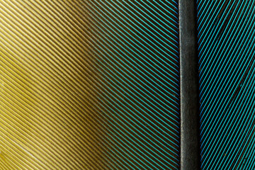 Beautiful Bright Blue Yellow Parrot Feather Close up Detail Texture. Abstract Pattern Background