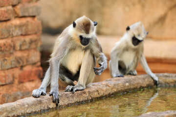 Monkey family. Mother and young running on the wall. Wildlife of Sri Lanka. Common Langur, Semnopithecus entellus, monkey on the orange brick building, urban wildlife. Nature in town, Sri Lanka, Asia