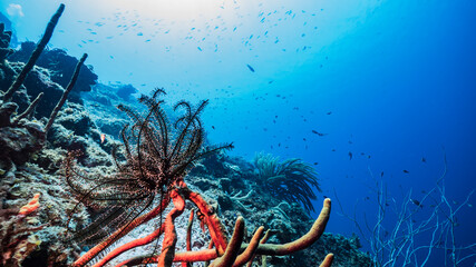 Seascape in turquoise water of coral reef in Caribbean Sea / Curacao with Crinoid, fish, coral and sponge
