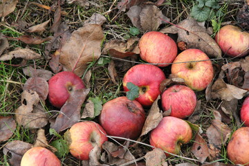 apples in leaves, apples © AMTM