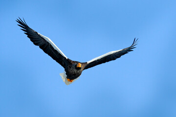 Naklejka premium Blue sky and eagle flight. Steller's sea eagle fly, Haliaeetus pelagicus, bird with blue sky, Hokkaido, Japan. Wildlife action behavior scene from nature. Eagle from Asia.