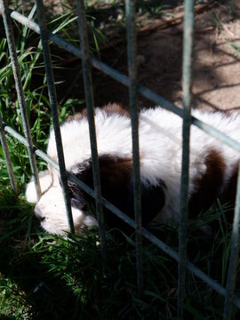 Saint Bernard Dog In Park 