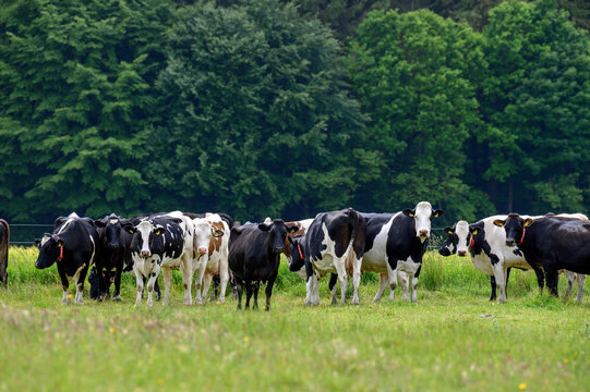 A Bigger Heard Of White Black And Brown Cow Heifers And Calves Observing A Group Of People