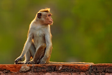 Fototapeta premium Toque macaque, Macaca sinica, monkey with evening sun, sitting on zhe tree branch. Macaque in nature habitat, Wilpattu NP, Sri Lanka. Wildlife scene from Asia. Beautiful forest in background.