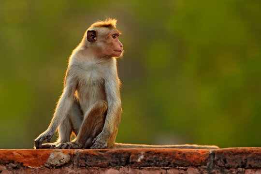 Toque macaque, Macaca sinica, monkey with evening sun, sitting on zhe tree branch. Macaque in nature habitat, Wilpattu NP, Sri Lanka. Wildlife scene from Asia. Beautiful forest in background.