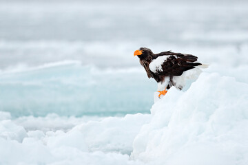 Snowy Kamchatka, winter Russia. Steller's sea eagle, Haliaeetus pelagicus, bird with white snow.