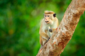 Toque macaque, Macaca sinica, monkey with evening sun, sitting on zhe tree branch. Macaque in nature habitat, Wilpattu NP, Sri Lanka. Wildlife scene from Asia. Beautiful forest in background.