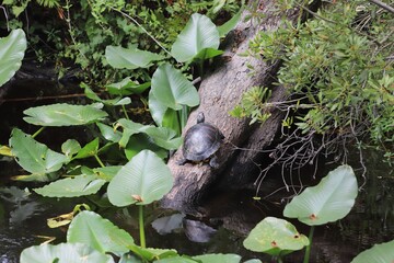 Turtle on tree trunk warming in the sun