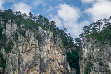 Fototapeta na wymiar Trees on top of the mountains. Trees grown on the rock
