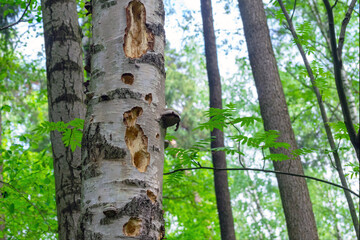 A tree in a forest in which a woodpecker made many holes
