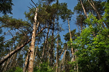 Fototapeta premium Felled trees in a pine forest.