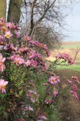 Obraz premium pink flowers, village flowers