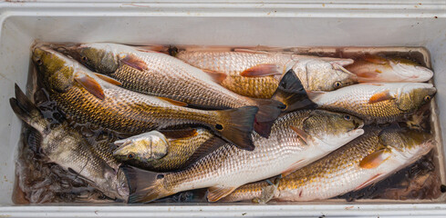 Fresh catch of redfish and black drum from Barataria Bay fishing trip