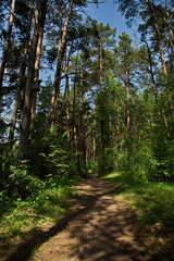 Fototapeta na wymiar Forest path in the reserve Lokhin island.