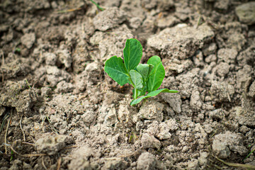 Young green sprouts of cabbage seedlings in the garden